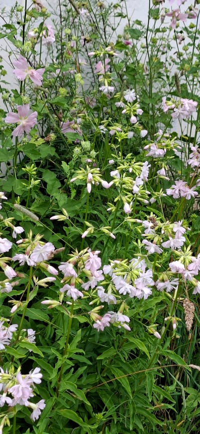 A close-up, eye-level, vertical shot showcases a dense cluster of light pink and white wildflowers with green foliage. The flowers are delicate with thin petals and prominent stamens. Some are fully bloomed, while others are still in bud formation. The background is a muted, light-colored wall, possibly a building, which is out of focus. The overall scene suggests a natural setting, likely a garden or meadow, in Kohatu, Estonia. There are no people or animals visible in the image.