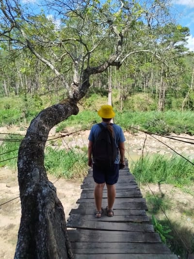 A person stands on a wooden suspension bridge in a forested area of Tuý Sơn, Vietnam. The individual is viewed from behind, wearing a yellow bucket hat, a light blue short-sleeved shirt, dark shorts, and sandals, with a black backpack. Their light-colored hair is pulled back, and a dark object is held in their right hand. The bridge consists of wooden planks forming the walkway, with multiple suspension cables running along both sides as railings. To the immediate left, a large, gnarled tree trunk with dark bark curves significantly upwards and to the right, integrating with the bridge structure; its branches extend overhead, bearing some green leaves. Below the bridge, a shallow, light-colored river flows over numerous rocks and sandy patches, bordered by tall green grass and vegetation. In the background, a dense forest of tall, slender trees is visible under a clear blue sky with sparse white clouds. Another segment of the wooden bridge is discernible in the distance, spanning further across the river.