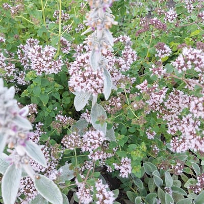 The image shows a close-up view of a flowering plant, likely a herb garden, in Mechelen, Belgium. The plant features clusters of small, delicate pink and white flowers, interspersed with green leaves and darker, unopened buds. Some of the foliage is a soft, silvery-green, indicating the presence of different plant varieties in the garden.
The scene is bathed in natural light, suggesting it was taken during the daytime, likely under clear or partly cloudy skies given the clarity of the image. The focus is primarily on the floral details, with some of the foreground and background elements appearing slightly blurred, creating a soft, organic feel. There are no people or specific objects, but the setting is clearly a garden environment, rich with plant life. The activity, if any, is implied to be the natural growth and blooming of the plants, possibly attracting pollinators as suggested by a hint of a bee in one of the crops.
No text is visible in the image. The overall impression is one of a peaceful, natural outdoor setting, likely in a garden or a naturalized area. The small flowers and varied textures of the foliage suggest a blooming season, possibly late spring or summer.