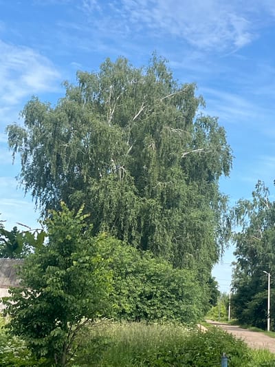 A tall, mature birch tree with drooping branches dominates the center of the image, set against a bright blue sky with wispy white clouds. The tree has characteristic white bark and abundant green foliage. In the foreground and to the left, there are various types of green vegetation, including a smaller tree with a leafy canopy and a dense undergrowth of bushes and tall grasses. To the left of the main birch tree, the roof of a building with corrugated material is partially visible. The background shows a dirt road leading into the distance, flanked by more trees and vegetation. A white lamppost stands on the right side of the road, further into the scene. The environment appears to be rural, consistent with the location of Бабініцкі сельскі Савет, Belarus. There are no people or animals visible in the image.