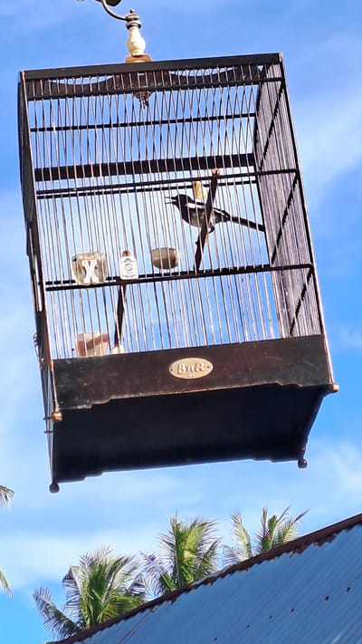 A black birdcage hangs against a blue sky with scattered clouds. The birdcage has a dark wooden base and a metal cage. Inside the cage, there are two small food or water dishes and a small perch where a black and white bird is perched. The bird is facing to the left with its beak open. Below the cage, palm trees and a corrugated metal roof are visible. A small oval-shaped logo is attached to the front of the wooden base of the cage. The image was taken in the city of Lhokseumawe, Indonesia.