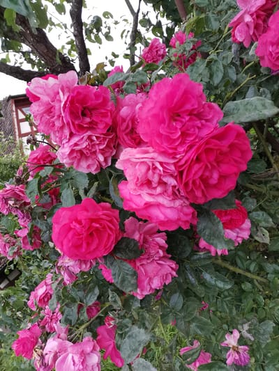 A dense cluster of vibrant pink roses is in full bloom, with many blossoms showing multiple layers of petals. The roses are arranged on a bush with dark green leaves, some of which appear wet, possibly from recent rain. In the background, a portion of a building with white siding and dark timber framing is visible, along with some green foliage and tree branches. The scene suggests an outdoor setting in a residential or garden area. The image was taken in Karlstadt, Germany.