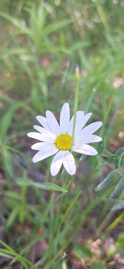 A single daisy with white petals and a yellow center is positioned in the middle of the frame, surrounded by green grass and other foliage. The background is blurred, suggesting a shallow depth of field. The lighting indicates it is daytime, with some sunlight illuminating the flower. There are no people or animals visible in the image. The scene appears to be an outdoor natural environment, possibly a field or a park. There is no information within the image to indicate its location in Beechville, Canada.