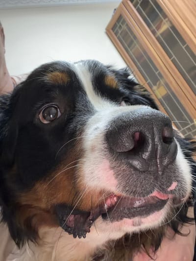 The image is a close-up, vertically oriented, over-the-shoulder shot of a Bernese Mountain Dog. The dog's face is filling the majority of the frame, with its nose and mouth prominently featured. The dog's fur is black, white, and tan, characteristic of the breed. The dog's eye is visible and appears to be a dark brown. Its nose is large and black with visible texture. The dog's mouth is open slightly, revealing its gums and teeth.
The background shows a wooden cabinet with glass panels. The lighting suggests it is daytime, with natural light illuminating the scene. The overall impression is one of an intimate and playful moment with a pet. The camera angle suggests the photographer is either holding the dog or the dog is looking up at the photographer. There is no visible text in the image. The location context is Nakhabino, Russia.