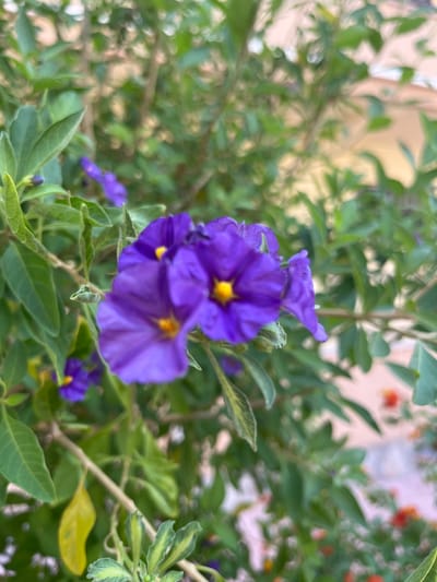 The image shows a close-up view of purple flowers with yellow centers, identified as likely belonging to the *Solanum* genus, possibly *Solanum rantonnetii* or a similar ornamental variety, blooming on a shrub. The flowers are vibrant and have five petals, with a distinct yellow stamen at the center of each. The leaves of the shrub are green and ovate, with some appearing slightly variegated. The background is softly blurred, suggesting an outdoor setting with other foliage and hints of a light-colored structure, possibly a building. The scene is consistent with a garden or public green space in Cabo Cervera-Playa La Mata, Spain, where such flowering shrubs are common in coastal environments. No people or specific actions are depicted.