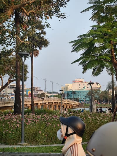 The image presents an outdoor urban scene in Thuận Hóa Ward, Vietnam, under a clear sky. In the foreground, the back of a person wearing a black helmet with an orange buckle on its strap and a white face mask is visible on the right, clad in a light-colored hooded top with vertical stripes. To the left, a grey, disk-topped street lamp stands. Beyond this, a dense field of pink and white flowers on tall green stalks occupies the mid-ground. This area transitions to a body of water, likely a river or lake, spanned by a multi-arched concrete bridge. The bridge supports vehicular traffic and is lined with streetlights. Numerous individuals are observed gathered on the far bank of the water, some sitting, others standing. The background features an urban skyline with various buildings, including a prominent light blue, multi-story structure with white upper floors and red Vietnamese signage on its roof, which translates to "Hospital." Other buildings and advertisements are visible. The scene is framed by various trees, including tall palm trees and leafy green trees. Several small, dark specks are discernible against the light blue sky, consistent with birds in flight.