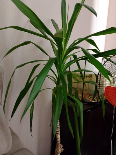 An indoor plant, likely a yucca, with long, green, sword-like leaves stands to the left of the frame. The plant's trunk is visible at the bottom, showing a textured, fibrous surface. Behind the plant, a small aquarium is partially visible. The aquarium contains colored pebbles at the bottom, a green artificial plant, and what appears to be one or two small fish. To the right of the aquarium, a black fan with a red heart-shaped decorative element is positioned. The background consists of a plain, light-colored wall. The scene is indoors, suggesting a domestic setting. The image does not provide any specific visual cues that would allow for the determination of its location within the city of Nefteyugansk, Russia.