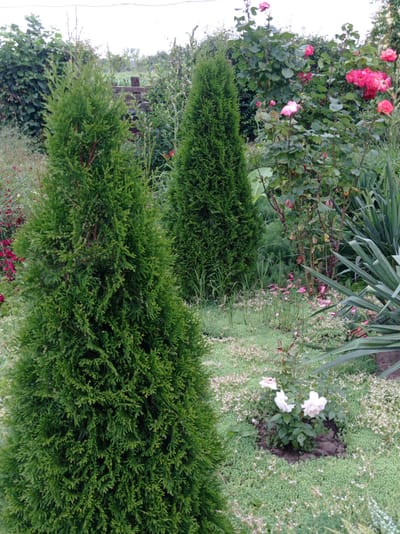 This is a horizontal, full shot of a garden in Kubanskiy, Russia, featuring a variety of plants and flowers. In the foreground, two evergreen trees, likely thuja, stand prominently. The one on the left is closer to the camera and larger, its deep green foliage taking up a significant portion of the frame. To its right and further back is a second, similar evergreen.

Behind the thuja trees, a rose bush with numerous bright pink and lighter pink blossoms is visible. The roses are in various stages of bloom, with some clusters appearing dense and others more open. Interspersed with the roses are other green plants, including what appears to be a yucca plant with long, spiky leaves on the right side of the frame.

The ground cover is a lush, green, low-growing plant with small white or pale pink flowers scattered throughout. In the center of the frame, a small rose bush with three light pink roses is planted in a darker patch of soil. Fallen pink rose petals are scattered on the ground in the middle and right portions of the image.

In the background, more greenery is visible, including trees and bushes. A wooden fence post is also visible in the mid-ground, behind the evergreen trees. The sky above is overcast, with a pale, hazy white appearance. The scene depicts a well-maintained garden in bloom.