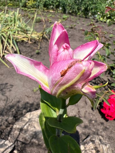 A close-up, eye-level, vertical shot shows a pink and white double lily flower in bloom. The flower's petals are a vibrant pink with white edges and creamy yellow undersides, some showing signs of browning and insect damage. The flower is positioned slightly off-center to the right, with its bloom facing forward and slightly to the left. Green leaves and stems are visible beneath the flower. The background consists of a garden with dry brown soil, some sparse green foliage, and a blurred red flower to the far right. A large, rough gray rock rests in the foreground at the bottom left. The image was taken outdoors on a sunny day in the city of Nizhnee Sancheleevo, Russia. There are no people present.