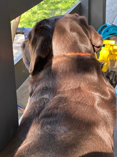 A close-up, angled photograph features a brown Labrador Retriever dog wearing an orange collar. The dog's head and upper body are in the frame. The dog is looking down, its snout near the edge of a dark wooden surface. In the background, a glimpse of green grass, a blue object, and yellow items can be seen. The location is not identified, nor is there any evidence the photo was taken in Zavolzhskiy, Russia.