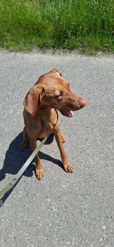 A brown Vizsla dog is sitting on an asphalt path, looking to the right with its mouth open and tongue visible. The dog is wearing a green collar and is attached to a light green leash that extends to the left. The path is bordered by a strip of green grass in the background, under a bright sky. The scene is likely outdoors, possibly in a park or along a street in Nörvenich, Germany, given the context.