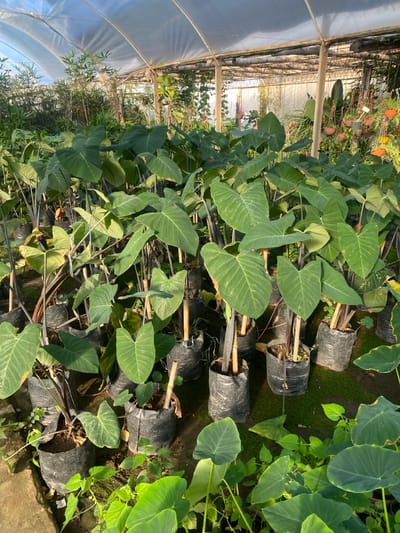 This image depicts the interior of a plant nursery or greenhouse, located in the city of Santa Rosa, Argentina. The scene is dominated by numerous large-leafed plants, appearing to be from the Araceae family (e.g., Colocasia or Alocasia species), each individually potted in black plastic grow bags. Many of these plants are supported by thin bamboo or wooden stakes inserted into their respective bags.
The ground between the potted plants consists of exposed earth, partially covered with moss and various smaller, green groundcover plants. The overhead structure of the greenhouse is visible, constructed from a translucent plastic sheeting stretched over a framework of wooden or metal poles and beams, allowing ample diffuse natural light to illuminate the scene. In the background, additional dense foliage is visible, including taller, thin-stemmed plants resembling bamboo on the left, and a collection of smaller plants in hanging pots on the right. No individuals or active interactions are present within the frame. The overall environment suggests a cultivated, controlled growing space for horticultural purposes.
