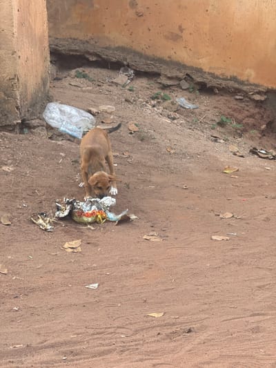 The scene, located in Aguata, Nigeria, depicts an outdoor environment with a reddish-brown dirt ground. A light brown, juvenile canine, possessing white markings on its paws and muzzle, stands centrally, its head lowered towards a pile of refuse. This refuse includes crumpled aluminum foil, discarded food remnants displaying red-orange and yellow hues, and a blue wrapper. The dog is actively foraging within this discarded material. The ground surrounding the dog features scattered dry leaves and small pieces of debris. In the background, an upward-sloping dirt embankment is visible, bordered by sections of two worn, light-colored structures, possibly concrete or mud-brick walls, exhibiting discoloration. Additional litter, including a crumpled clear plastic item and small fragments, is present on the embankment, alongside sparse patches of green vegetation.