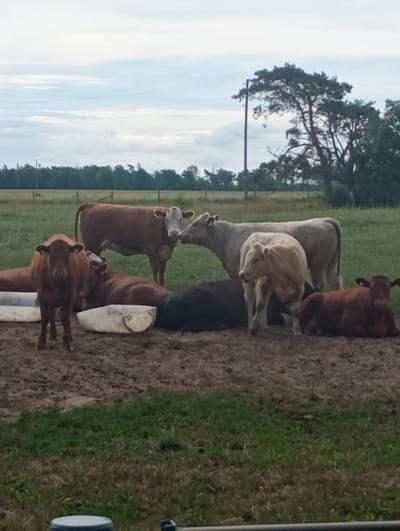 The image depicts a group of cows in a muddy, grassy field. Several cows are standing, while others are lying down. There are two large white troughs in the foreground, appearing to be water or feed troughs. In the background, there is a line of trees and a cloudy sky. The scene is a rural outdoor environment. There are no people present in the image. The image is not located in Lickershamn, Sweden.