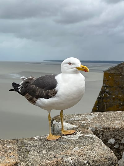 A medium shot captures a seagull standing on a stone wall at Le Mont-Saint-Michel, France. The seagull is facing right, with its white head tilted slightly. Its eyes are a striking red, and its yellow beak has a red tip. The bird's body is white with dark grey wings, and it stands on bright yellow legs and webbed feet. The stone wall it stands on is rough and textured, with patches of white and grey. In the background, a muted, grey sky with clouds stretches above a hazy, low-lying landscape, suggesting a beach or tidal flats. To the right of the seagull, a portion of a weathered stone structure, possibly part of the abbey or ramparts, is visible. The overall scene is under an overcast sky, creating a diffused light.