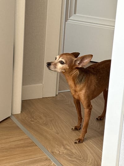 An adult Miniature Pinscher dog, predominantly brown with lighter markings around its muzzle and eyes, stands on a light brown wooden floor. The dog is positioned between two open doorways, one on the left and one on the right, with the doorway on the left partially obscuring the dog's left side. The dog is looking to its left with its ears perked up. The background consists of plain, light-colored walls and doors, suggesting an indoor residential setting. The lighting is soft and diffused, coming from the left. The scene appears to be in an apartment in Vlasikha, Russia, given the context provided.