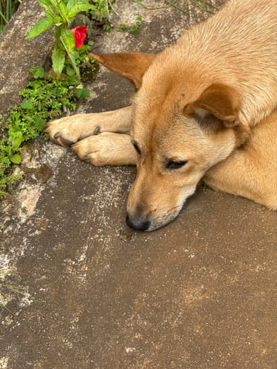 A golden-brown dog rests on a concrete surface, its head turned to the side with closed eyes. The dog's front paws are crossed. To the left, green foliage with a small red flower grows near the edge of the concrete. The concrete itself shows a textured surface with varying shades of brown and hints of white. A small puddle is visible near the dog's nose. The scene is lit naturally.