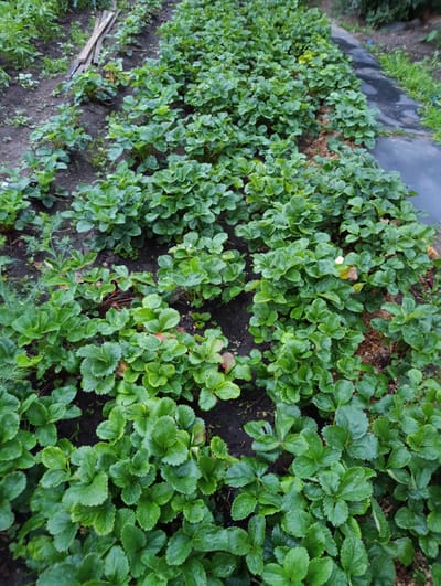 The image depicts a garden bed planted with numerous strawberry plants, characterized by their vibrant green, serrated leaves. The plants are arranged in rows, with dark soil visible between them. The garden appears to be outdoors, with hints of grass and possibly other vegetation in the background. One row of plants is bordered by black material, possibly mulch or landscaping fabric, and a few pieces of wood are scattered in the upper left quadrant. There are no people or animals visible in the image. The scene is static, suggesting a focus on the growth and cultivation of the strawberry plants. The location is identified as the city of Oral, Kazakhstan.