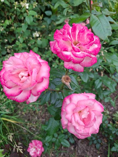 Three pink roses are in bloom, with a fourth smaller rose visible at the bottom of the image. The roses are surrounded by green foliage and brown soil. The scene is outdoors and appears to be in a garden. The specific location in the city of Lesnaya Byl', Russia is not discernible from the image alone.