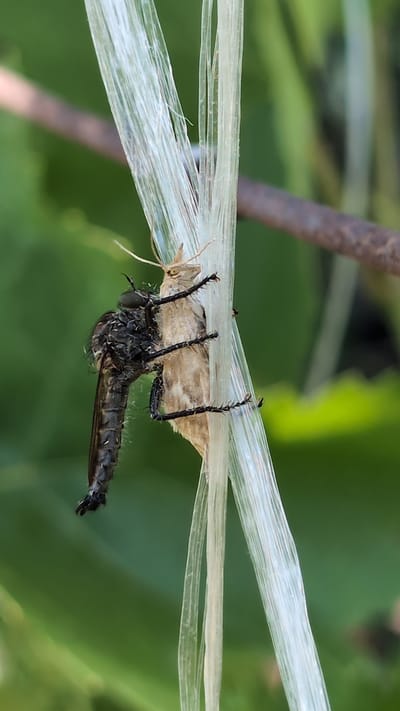 In Kostiantynivka, Ukraine, a Robber Fly is pictured gripping a moth that is entangled in fine, translucent strands, likely spider silk. The fly, characterized by its dark, fuzzy body and large eyes, is positioned vertically, with its legs clasped firmly around the moth. The moth, a lighter beige color, appears limp and is held securely within the web-like material. The background consists of blurred green foliage and a brown branch, indicating an outdoor, natural setting. The lighting suggests daytime conditions.