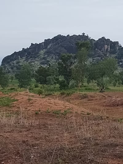 The image shows a landscape scene, likely in a rural area near Barikin Sibre, Nigeria. In the foreground, dry, reddish-brown earth with scattered dry grass is visible, suggesting a dry season or arid environment. Behind this, a slightly elevated area of lighter brown earth is covered with what appears to be dried vegetation or soil. Further back, a lush green expanse of grass and scattered trees, including a distinctive palm-like tree, forms a mid-ground. Dominating the background is a large, rocky hill or mountain with dark, rugged slopes and a lighter, possibly vegetated, texture on its surface. The sky is overcast and pale. There are no people or animals visible in the image.