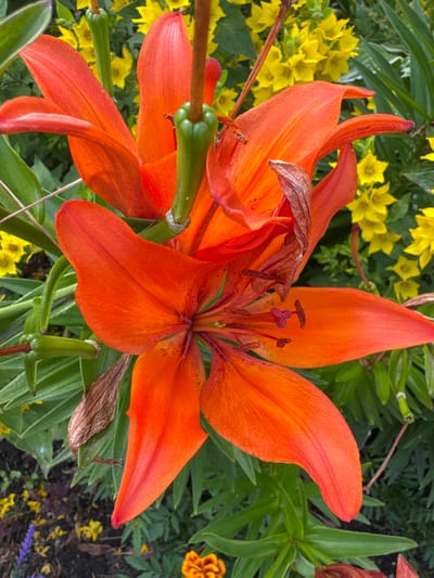 In a garden setting within the city of Глебычево, Russia, an orange lily flower is prominently displayed in the foreground, its petals unfurling in a vibrant display. The lily's stamens, tipped with dark anthers, are visible at the center of the bloom. Behind the lily, a cluster of small yellow flowers adds a contrasting splash of color to the scene. Green foliage, characteristic of garden plants, forms a lush backdrop, with some dried leaves suggesting the passage of time. The ground beneath the plants appears to be dark soil, with hints of other small flowers in shades of purple and orange peeking through. The lighting suggests it is daytime, with the sun illuminating the floral subjects.