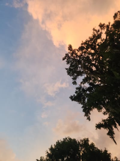 An upward-angled shot captures the sky above Winter Park, Florida, USA, at dusk. The sky transitions from a pale blue on the left to a warm peach hue on the right, illuminated by the setting sun. Wispy clouds are scattered throughout, some tinged with pink and orange. The silhouettes of two trees frame the sky. The larger tree on the right is closer and more dominant, with dark foliage and Spanish moss hanging from its branches. A smaller cluster of trees is visible in the lower center of the frame. A tiny, dark silhouette of a bird is visible in the upper left quadrant of the sky.