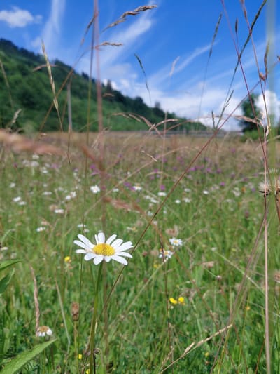 A close-up, eye-level shot captures a field of wildflowers and tall grasses under a partly cloudy blue sky. In the foreground, a single daisy with white petals and a yellow center stands prominently on a green stem, surrounded by blades of grass and other wildflowers, some of which are purple. The background shows a blurred green hillside, suggesting a natural or park-like setting. The image is taken outdoors in daylight, with the focus on the natural elements of the field and sky. There are no people or man-made structures visible in the foreground or midground. The overall impression is one of a serene, natural landscape. The location is not discernable from the image itself, and therefore, cannot be specified as Chernyk, Ukraine.
