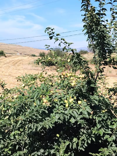 The image captures a fruit tree laden with unripe apples against a backdrop of dry, mown fields and rolling hills under a bright blue sky with wispy clouds. Overhead power lines stretch across the frame, hinting at a rural or semi-rural setting. In the distance, a tractor and trailer are visible on the field, suggesting agricultural activity. The foreground is dominated by the lush green foliage of the apple tree, with numerous small, pale green apples dotting its branches. The scene appears to be an orchard or a garden in the city of Kangli, Uzbekistan, during harvest season.