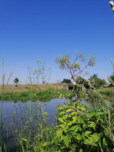 This is a landscape photograph taken on a clear, sunny day in Lanivtsi, Ukraine. The image features a natural scene with a body of water in the foreground, likely a river or pond, reflecting the deep blue sky. Tall green grasses and plants line the bank of the water, creating a lush, verdant border.

Dominating the mid-ground is a tall, striking plant with a reddish stem and a large, umbrella-like cluster of small, pale green flowers at its apex. Its broad, lobed leaves are a vibrant green. Behind this plant, the landscape opens up to a grassy field. In the distance, a small, solitary tree stands against the horizon, and further back, a man-made structure, possibly an old bridge or an embankment with openings, is visible. The sky is a uniform, cloudless blue, suggesting a warm and pleasant day.

The scene evokes a sense of tranquility and the beauty of nature. The bright sunlight indicates it is likely daytime, possibly late morning or early afternoon, given the angle of the light. There is no visible text in the image. The composition focuses on the interplay between the wild vegetation, the water, and the distant man-made elements, creating a rustic and peaceful atmosphere.