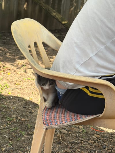 A grey and white kitten peeks out from beneath a yellow plastic chair. The kitten has green eyes and is looking directly at the camera. The chair is old and weathered, with a multi-colored woven mat on the seat. A person is sitting in the chair, their white shirt and black pants with yellow stripes are visible. The scene appears to be outdoors, with a dirt and gravel ground covered in small stones and sparse vegetation. A wooden fence is visible in the background. The lighting suggests it is daytime. The image does not contain information to ascertain the location in the city of Komsomolskiy, Russia.