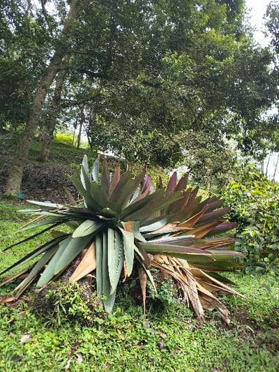 A vibrant green and brown plant is centrally located on a grassy terrain, slightly angled. The plant is surrounded by green vegetation with patches of moss. The background features lush trees with dense foliage, partially obscuring a glimpse of the sky. The overall setting is reminiscent of a tropical or subtropical garden.