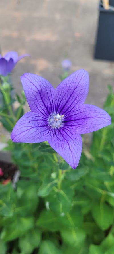 A close-up, eye-level shot showcases a vibrant purple balloon flower, its five pointed petals fanning out from a central cluster of stamens. The flower, in sharp focus, exhibits intricate veining across its petals, suggesting a delicate texture. In the blurred background, green foliage suggests a garden or park setting, while hints of a muted gray and darker rectangular object indicate an urban environment, possibly a park in Dietzenbach, Germany. The overall impression is one of natural beauty set against a backdrop of man-made structures.