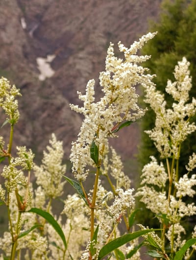 In the high-altitude terrain near Darcha, India, clusters of white wildflowers bloom in the foreground, their delicate petals contrasting with the rugged, muted background. The environment is characterized by a mountainous landscape, indicated by the textured, brown slopes visible behind the flora. Patches of snow are discernible on the distant mountains, suggesting a cold climate or a significant elevation. A dense green conifer tree is present on the right side of the frame, adding another element of the natural environment. The image is a close-up of the blooming plants, with a shallow depth of field that blurs the background and emphasizes the intricate details of the flowers. No people or human activity are depicted in the scene.