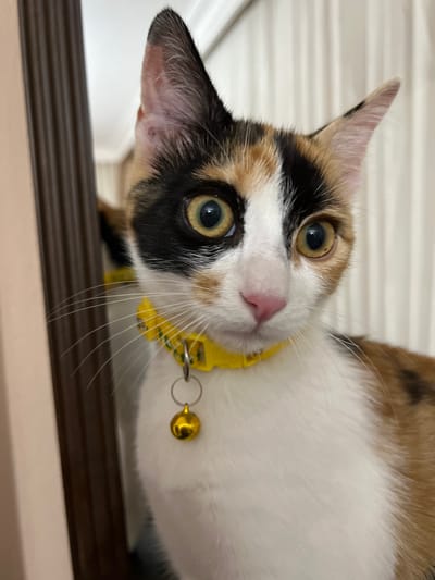A calico cat with a yellow collar and a golden bell is shown in a close-up portrait. The cat is looking directly at the camera with its large, expressive eyes. The background consists of vertical blinds and a reflective surface, possibly a mirror or window. The scene is indoors, and the lighting suggests it is daytime. There is no indication of the cat's location in Ümraniye, Turkey.