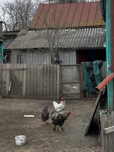 The scene depicts the exterior of a dilapidated structure in Semeno-Aleksandrovka, Russia. The building appears to be constructed of corrugated metal and wood, with sections of rusted roofing. A bare tree stands close to the structure. A green garment hangs in an opening in the structure. There are three chickens in the foreground. Debris, including a white bucket, litters the unpaved ground.