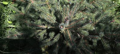 The image shows a close-up, overhead view of a dense evergreen bush, likely a spruce or fir tree. The branches are covered in sharp, dark green needles, with some lighter green new growth visible at the tips. The sunlight casts shadows across the foliage, creating a dappled effect. In the background, to the left, is a patch of green grass and other vegetation, suggesting an outdoor setting. The scene is natural and undisturbed. The image does not contain any people or specific city landmarks, and therefore cannot be definitively placed in Bash-Kaiyndy, Kyrgyzstan, although it depicts a natural environment that could exist in many locations, including that region.