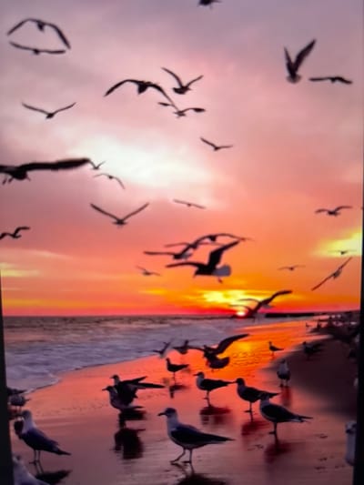 A flock of seagulls are in flight against a vibrant sunset sky over a beach. The sun is setting over the ocean, casting a warm, orange and pink glow across the scene. Some seagulls are also visible on the wet sand of the beach, with their reflections visible in the shallow water. The image is taken from a low angle, emphasizing the birds and the dramatic sky. There is no indication of the city of Pastavy, Belarus, within the image.