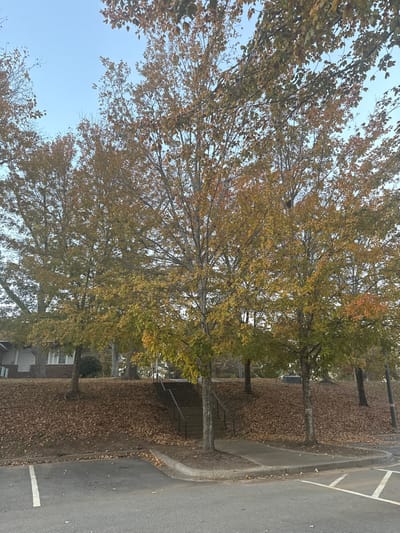 A row of trees with golden foliage lines a street in autumn. Fallen leaves blanket the ground beneath the trees. A sidewalk separates the trees from the asphalt road on the right. A building is partially visible between some trees. The sky above has a pale blue hue.