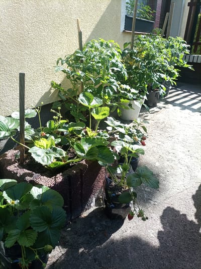 In the city of Reda, Poland, on a sunny day, a row of potted plants stands against a textured, light-colored wall. The plants include several tomato plants with green leaves and yellow flowers, as well as strawberry plants with red berries and green leaves. The pots are of various materials and sizes, including concrete, plastic, and white ceramic. Wooden stakes are used to support some of the taller plants. The ground is covered in concrete, with shadows cast by the plants and a fence in the background. The scene suggests a home garden or patio area.
