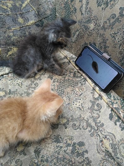 An indoor scene in Yellowknife, Canada, displays two kittens on patterned upholstery. A dark grey kitten is seated in the upper left quadrant, facing right, with its right forepaw partially raised. In the lower foreground, a light orange kitten lies or crouches, also facing right. Between the kittens, a black smartphone encased in a black folio cover is propped upright. The phone's screen is illuminated, showing a dark, stylized silhouette of a mouse against a light background. The surface supporting the subjects is upholstered fabric, featuring an intricate, repeating pattern of dark green, brown, and gold floral or abstract motifs against a lighter, textured ground. No human subjects are visible.