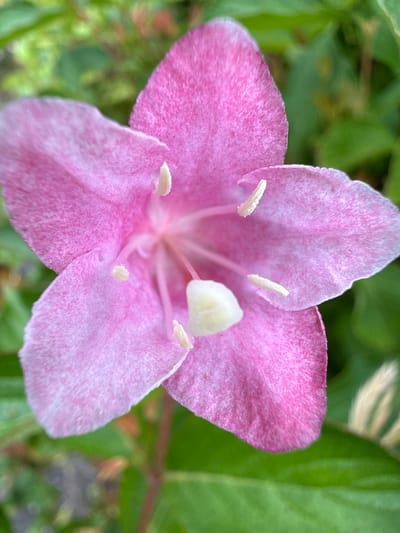 A close-up, overhead shot shows a vibrant pink flower with delicate, translucent petals. The flower is in focus, revealing a detailed texture on its surface. Several stamens, tipped with white, protrude from the center, surrounding a pale yellow pistil. The background is softly blurred, showcasing lush green foliage with hints of other colors, suggesting an outdoor natural setting. The image's composition highlights the intricate beauty of the flower. The location in Wasenberg, Germany, is not discernible from the visual information provided.