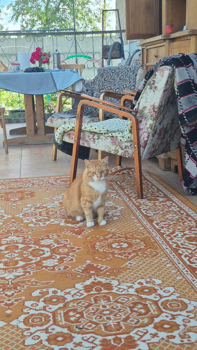 An orange and white cat sits on an orange and white patterned rug on a covered porch. The cat is facing forward, with its front paws tucked under. Behind the cat, there are several chairs, a table with a checkered tablecloth, and a wooden cabinet. The environment appears to be outdoors, possibly in a rural setting, given the presence of trees and a fence in the background. The lighting suggests it is daytime. The cat's posture is relaxed, and it appears to be observing its surroundings. The overall scene depicts a quiet domestic moment on a porch.