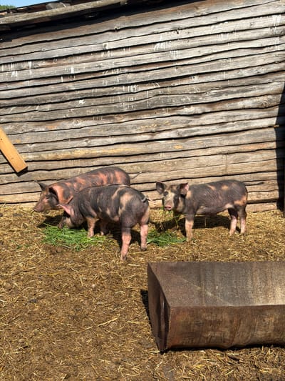 The image shows three Duroc pigs in a rural setting, likely in the vicinity of Dubrova, Russia. Two pigs are near a partially exposed wooden fence of uneven planks, while the third is positioned closer to a rough-hewn rectangular wooden trough or structure. The ground is covered with a mix of dirt and straw, with some patches of green grass. The pigs are in different positions: two appear to be eating or interacting with the grass, while the third is standing nearby. The scene is in daylight.
