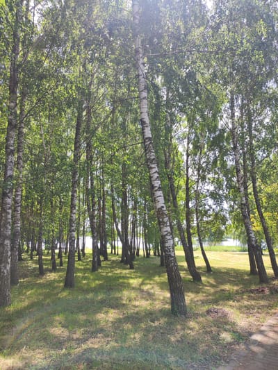 The image depicts a sun-dappled birch forest in the city of Kvasovski Sel'ski Save, Belarus. Numerous birch trees with their distinctive white bark and green foliage dominate the scene. Sunlight filters through the leaves, casting shadows on the grassy ground. In the background, a body of water, possibly a lake or river, is visible beyond a patch of dry grass. The overall impression is one of a serene natural environment.
