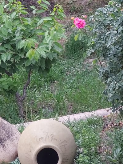 In the foreground of the image, two large, decorative clay pots are situated on the ground amidst lush green grass and various plants. The pot on the left appears weathered and textured with a reddish-brown hue, while the pot on the right is a lighter beige color and is adorned with carved symbols that appear to be ancient Armenian script. Behind the pots, a pink rose bush with several blooms and buds is visible, along with the leafy branches of a tree. The background consists of more greenery and dry earth, suggesting an outdoor garden setting. The scene is peaceful and static, with no human activity depicted. This scene could be located in the city of Areni, Armenia, a region known for its ancient history and viticulture, where such pottery might be used for wine storage or decoration in residential gardens or historical sites.