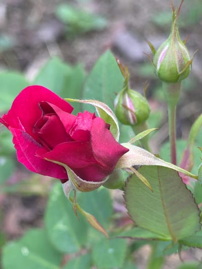 This is a close-up photograph of a single dark red rosebud, partially opened, against a soft-focus background of green foliage. The rose is the primary subject, with its velvety petals unfurling to reveal a tightly coiled center. The outer petals are a deep, rich red with a slightly velvety texture, while the inner petals are a darker, more intense shade. The bud is still largely enclosed by sepals, which are a pale green and covered in fine hairs.

Several other rosebuds, less developed and a lighter green, are visible in the background. One is prominently positioned to the left of the main rose, and another smaller one is slightly below and to the right. The stems and leaves of the rose bush are also present, rendered in various shades of green. Some leaves are fully formed with serrated edges, while others are still developing. The overall impression is one of growth and anticipation, as the flowers are not yet in full bloom.

The lighting suggests it might be daytime, possibly morning or late afternoon, given the soft, diffused light that avoids harsh shadows. The setting appears to be a garden or a natural environment where rose bushes are grown. The background is blurred, creating a bokeh effect that emphasizes the rosebud in the foreground. There is no visible text in the image. The overall mood is serene and naturalistic, highlighting the beauty of the rose in its developing stage.