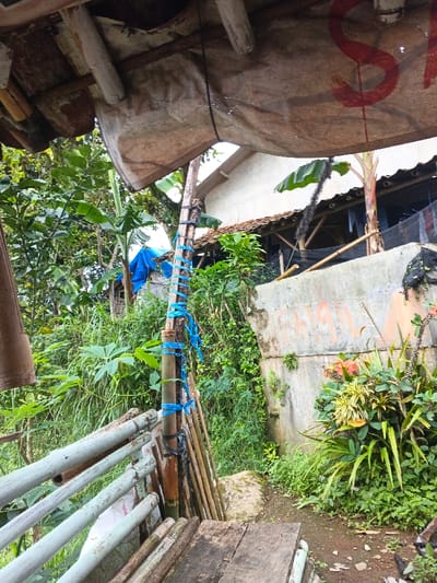 A view from under a makeshift shelter reveals a lush, overgrown scene. A bamboo support is wrapped in blue twine. A concrete wall partially obscured by vegetation is painted with faded markings. A jumble of wooden poles rests against a makeshift fence. Banana trees and other plants thrive amidst the greenery. In the background, a glimpse of a white building with a tiled roof offers a hint of civilization. The overall atmosphere is rustic and somewhat wild.