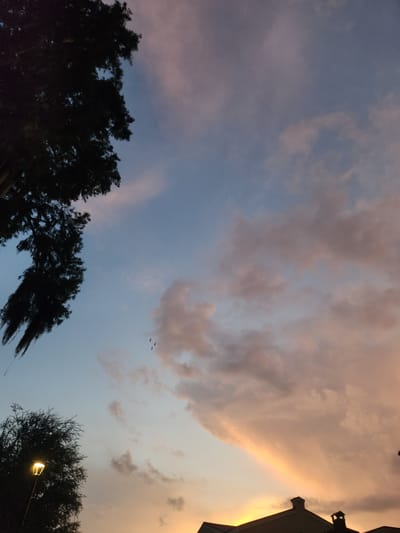 This is a vertical, low-angle shot of a sunset over the city of Winter Park, Florida, USA. The sky is a gradient of pale blue near the top, transitioning to hues of pink and orange as it approaches the horizon. Wispy clouds are scattered across the sky, some tinged with the colors of the sunset. In the upper left quadrant, the dark silhouette of a large tree dominates the frame, its branches reaching into the sky. In the lower left, a lamppost with a lit bulb illuminates a portion of the foreground, next to another dark tree silhouette. Further down, the rooftops of buildings are visible against the vibrant sunset. Three small, dark birds are in flight in the upper middle of the image, against the pastel-colored sky.