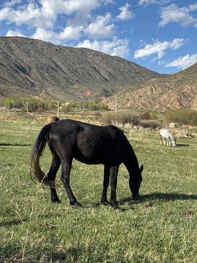 A black horse stands in a grassy field near Cholpon Ata, Kyrgyzstan, with a mountain range visible in the background under a partly cloudy sky. A white horse is seen further into the distance. The black horse is facing toward the right, its head near the ground as though it is grazing.